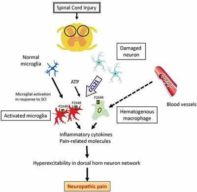 Relationship of Inflammatory Cytokines From M1-Type Microglia/Macrophages at the Injured Site and Lumbar Enlargement With Neuropathic Pain After Spinal Cord Injury in the CCL21 Knockout (plt) Mouse